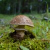 amanita rubescens copia